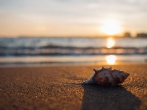 Summer Sea Shell 