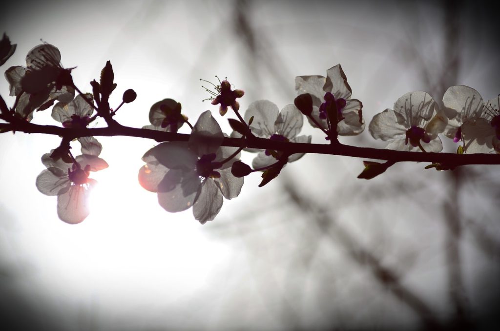 50 shades of white flowers